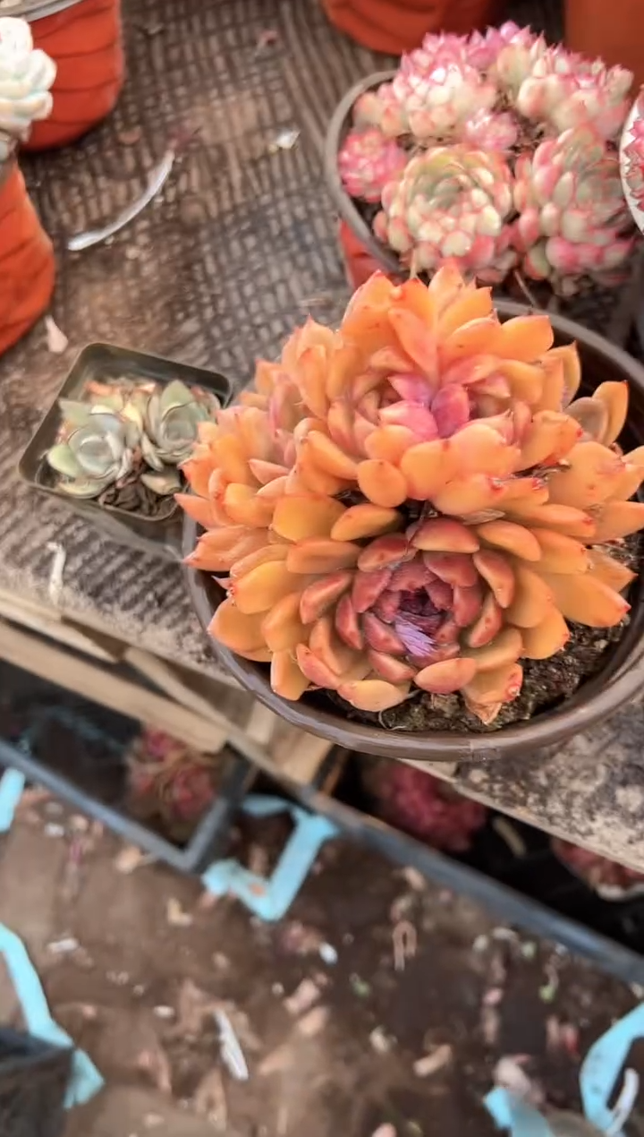 【****咚多肉植物一物一拍01453