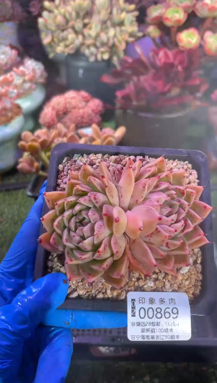 【闪购商品】00869