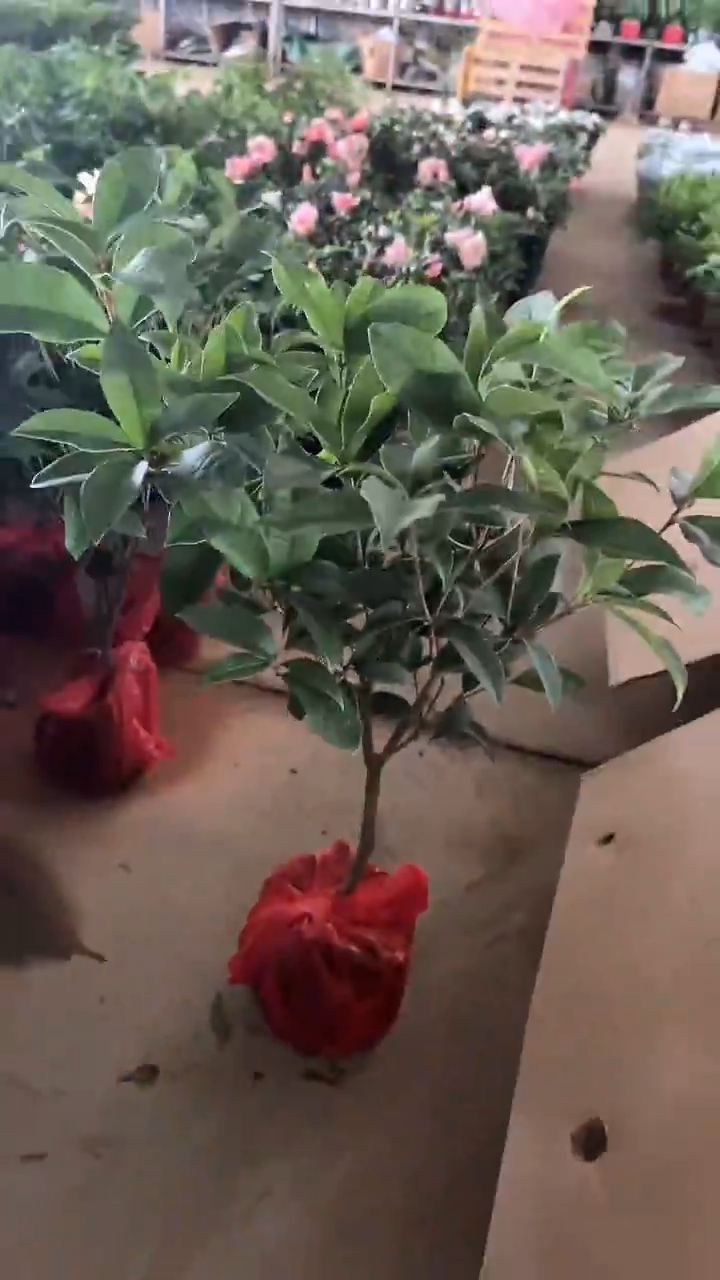 当前无花栽培后可以开花桂花树