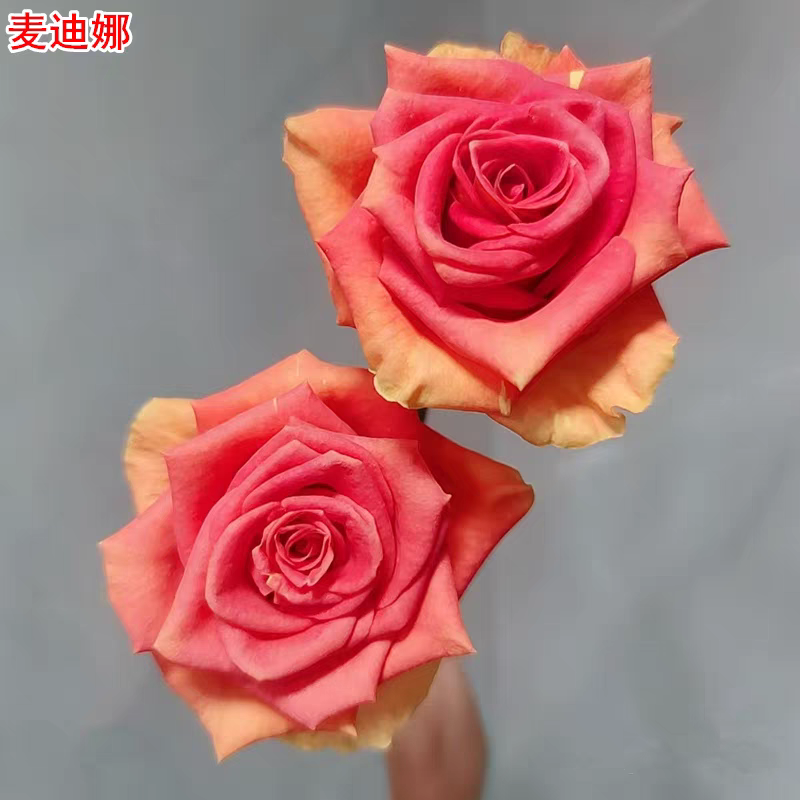 新品麦迪娜广场月季灌木大花直立庭院阳台盆栽四季开花切花玫瑰