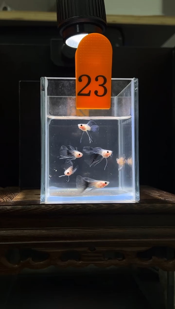 孔雀鱼超透玻璃猫长公编号23