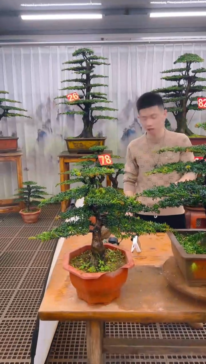 无花朵无**商精品盆景直播间一物一拍