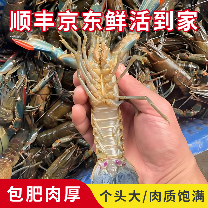 【活虾】【5斤顺丰包邮】鲜活澳州淡水蓝龙虾新鲜包肥多肉小龙虾包活