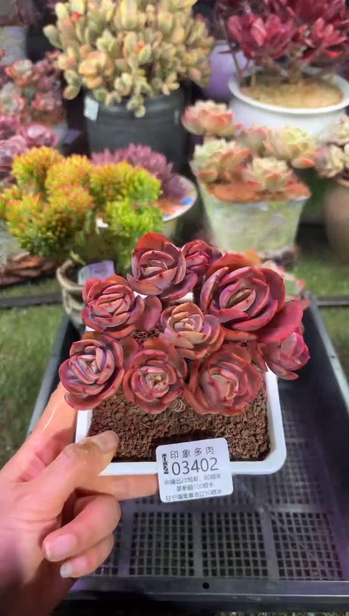 【闪购商品】03402