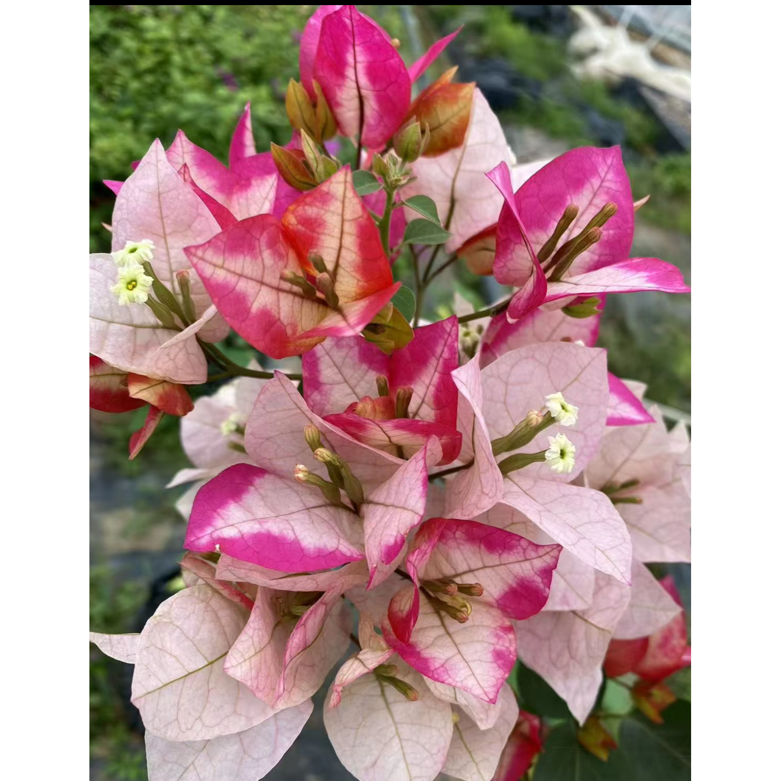 {玛丽达} 嫁接盆苗 爬藤飘枝垂吊