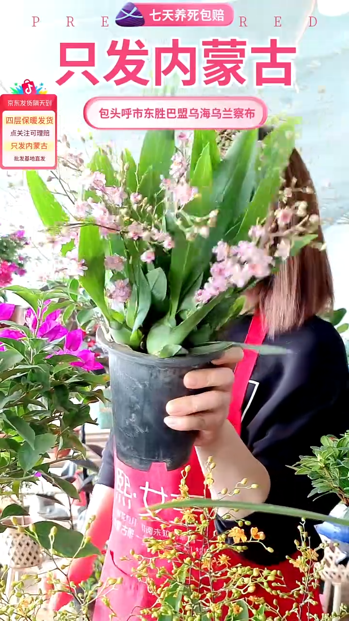 完全开放粉色梦香兰大盆