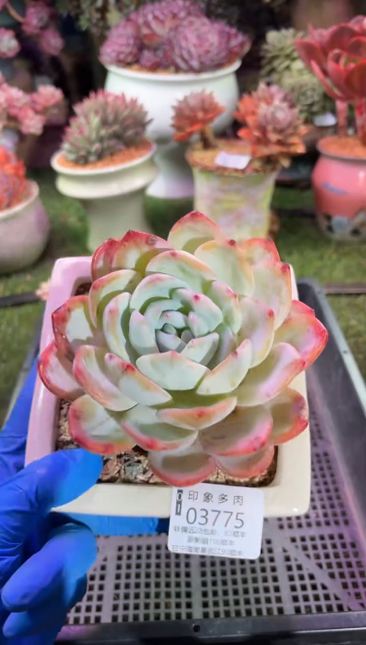 【闪购商品】03775