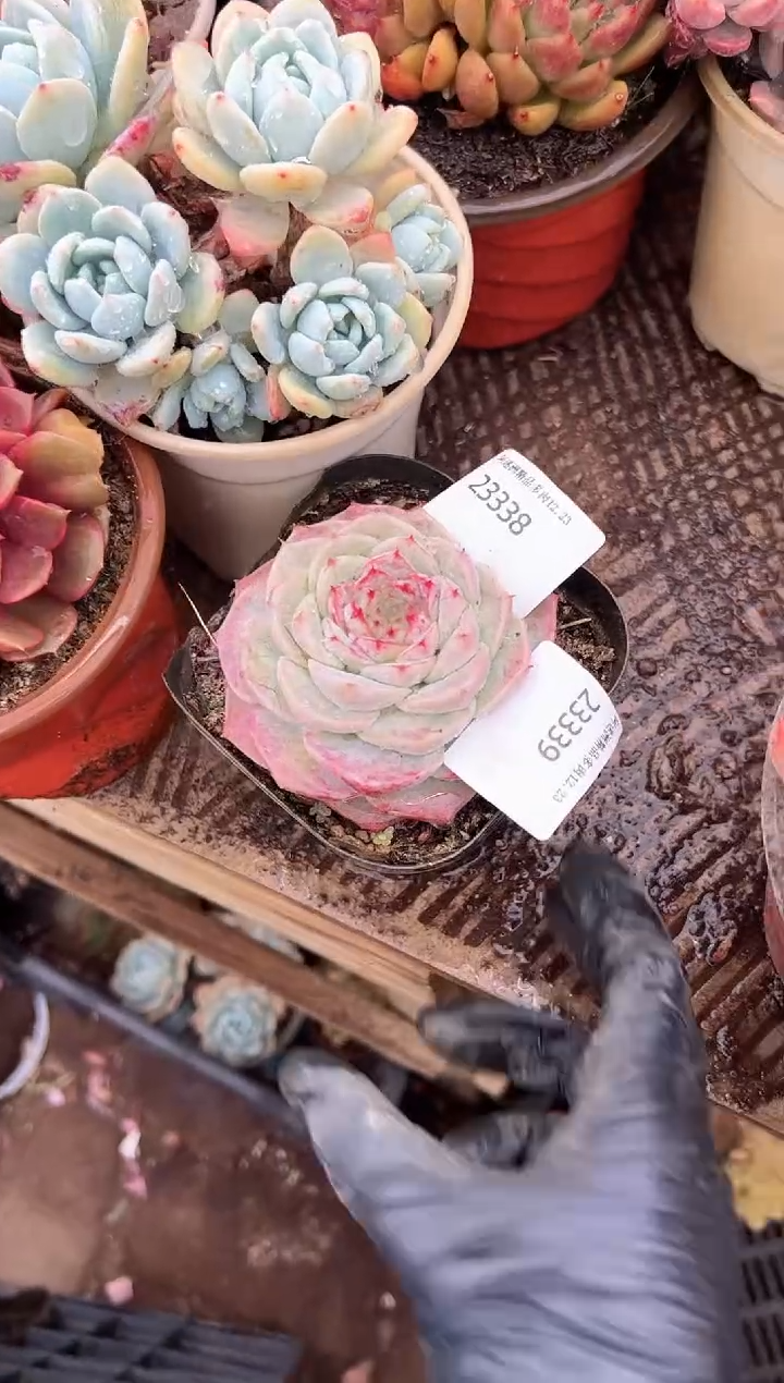 俞*多肉植物一物一拍23339