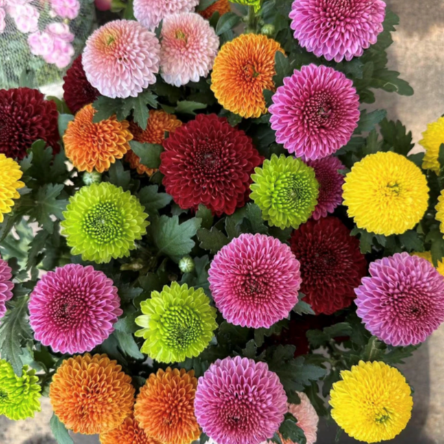 多色乒乓菊花苗耐寒易活开花花卉盆栽室内外阳台绿植物
