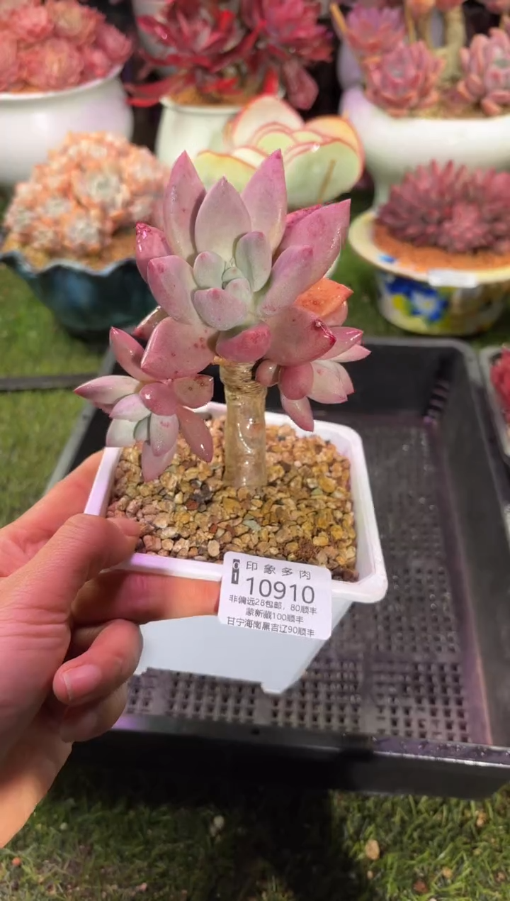 【闪购商品】10910