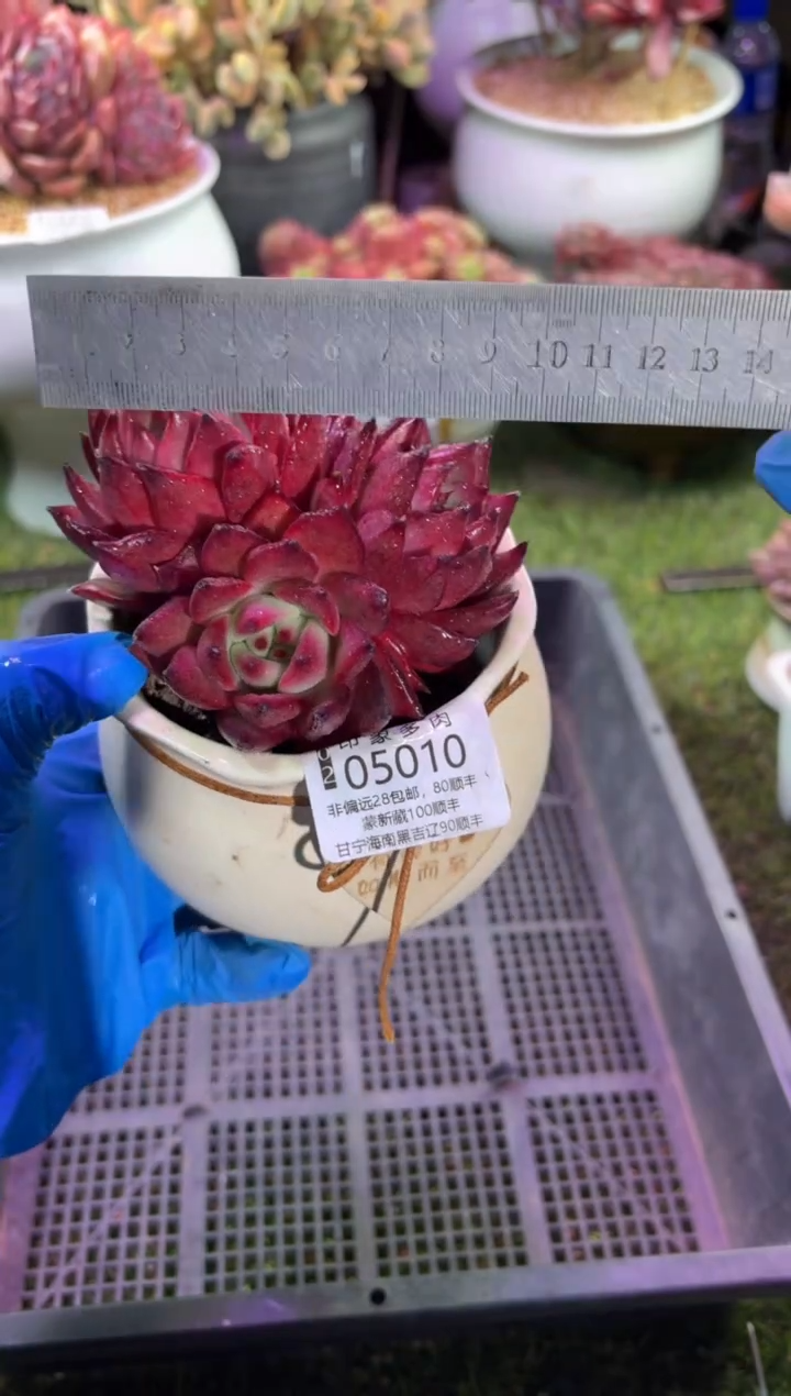 【闪购商品】05010脱土带盆