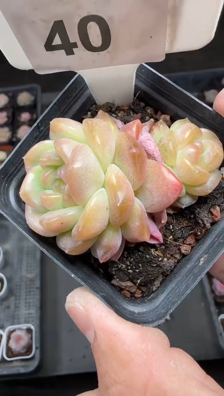 【闪购商品】一物一拍0217—40