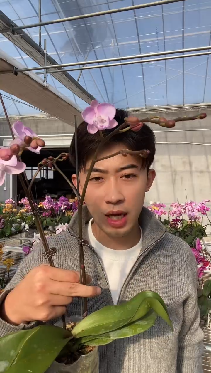 完全开放双剑神仙姐姐 