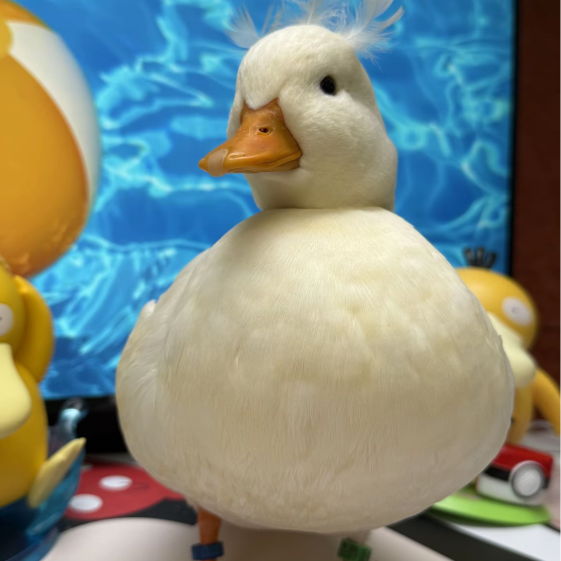 柯尔鸭 宠物鸭 顺丰包邮