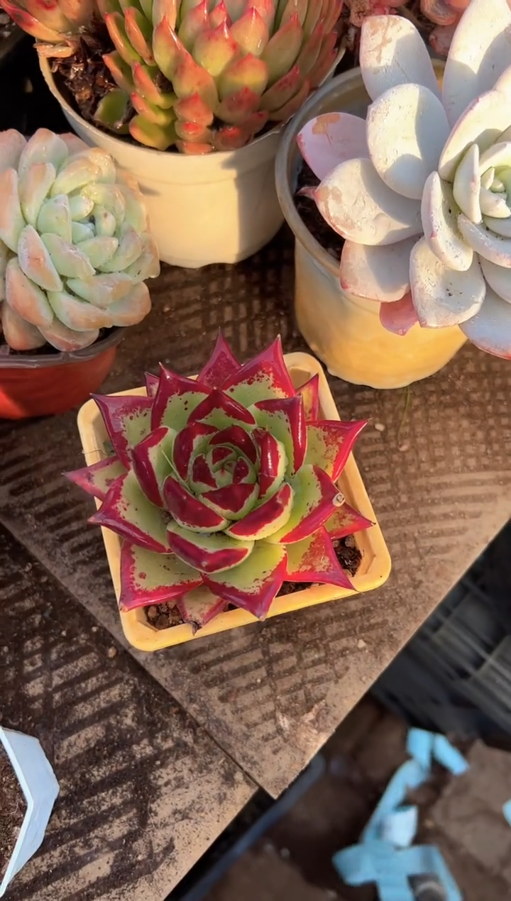 冬**华多肉植物一物一拍09310