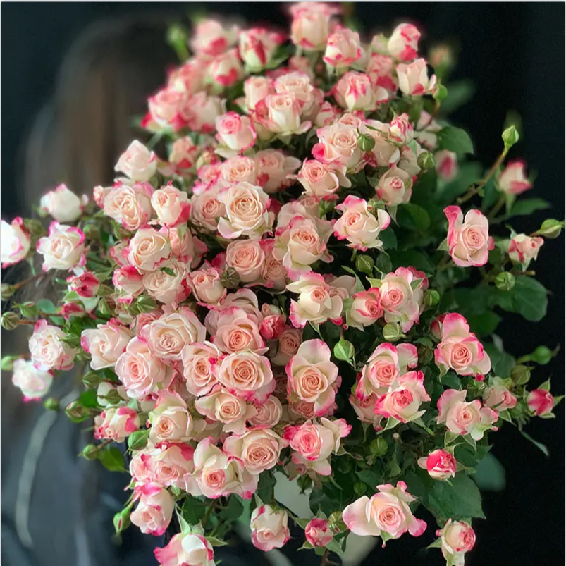 【折射】玫瑰花苗月季花苗盆栽地栽阳台庭院蔷薇花苗四季开花