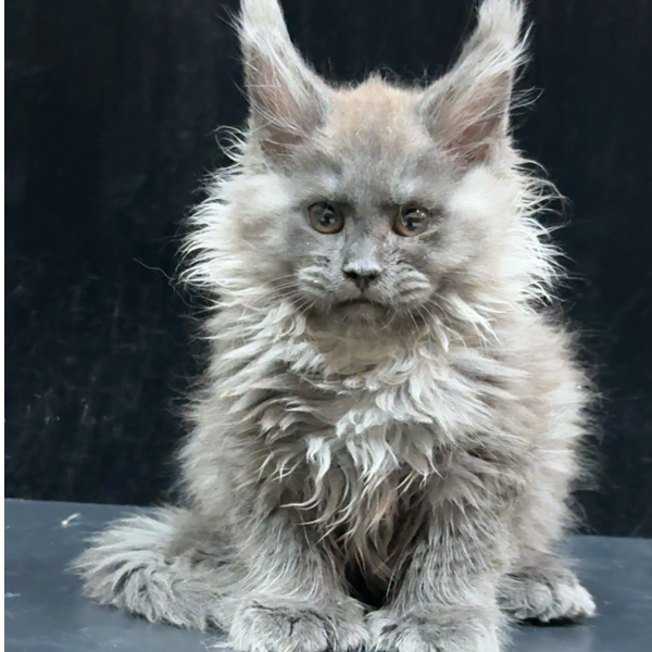 伟博缅因猫乐园宠物猫咪活体全款成交链接 仅支持平台成交