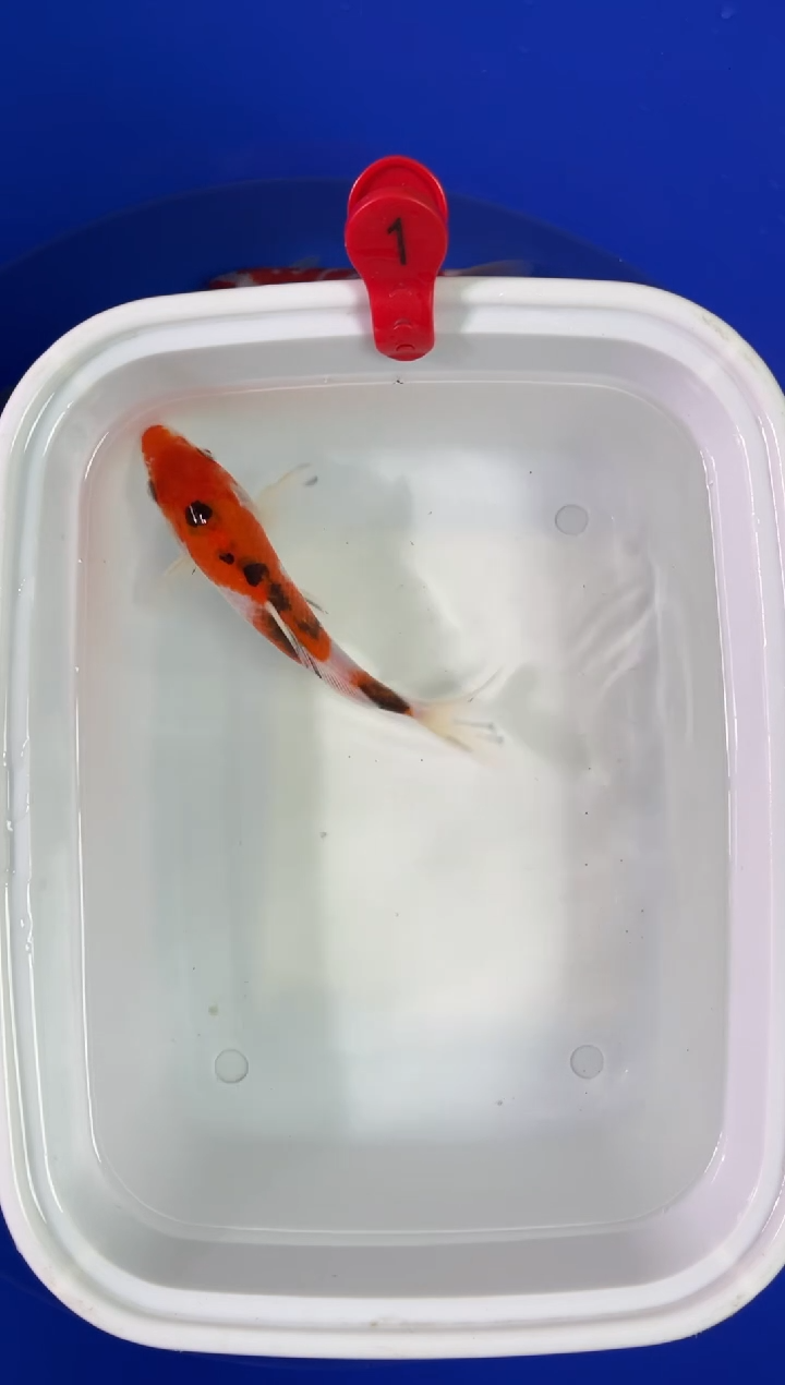 锦鲤活体二号链接