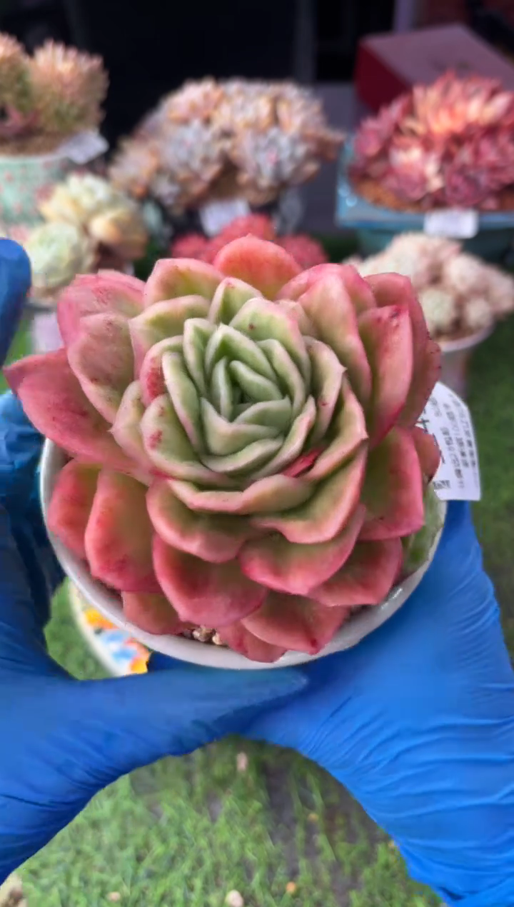 昆明印象多肉5245