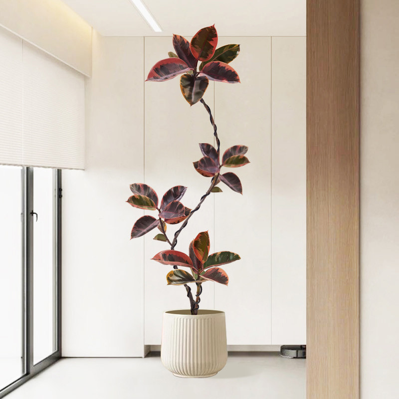 花叶金刚橡皮树大型绿植红关公油画电视柜两旁