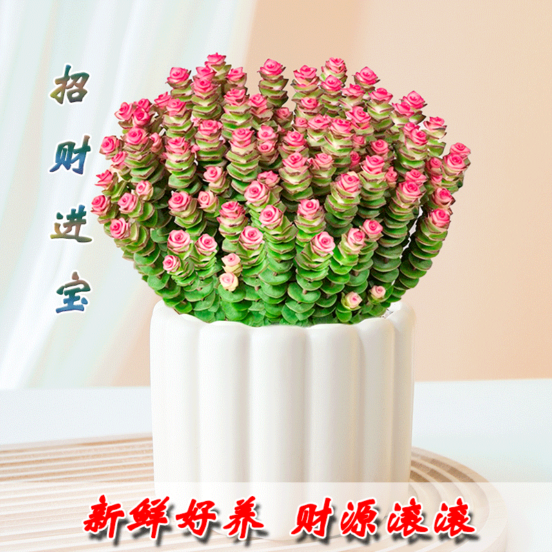 彩色钱串锦多肉植物室内新手好养肉肉红心钱串子稀有品种盆栽花卉