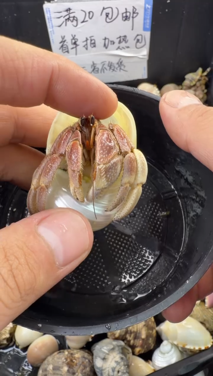 2.4口彩灰一只，不包全品