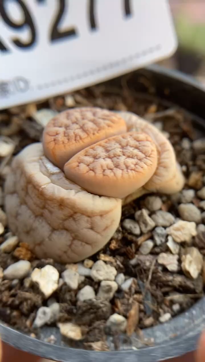 【闪购商品】9277直播一物一拍