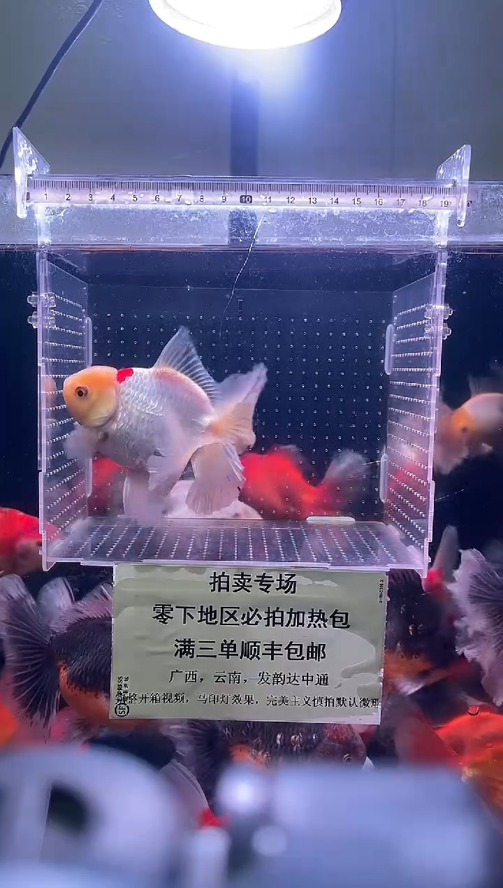 金鱼百褶泰狮兔子