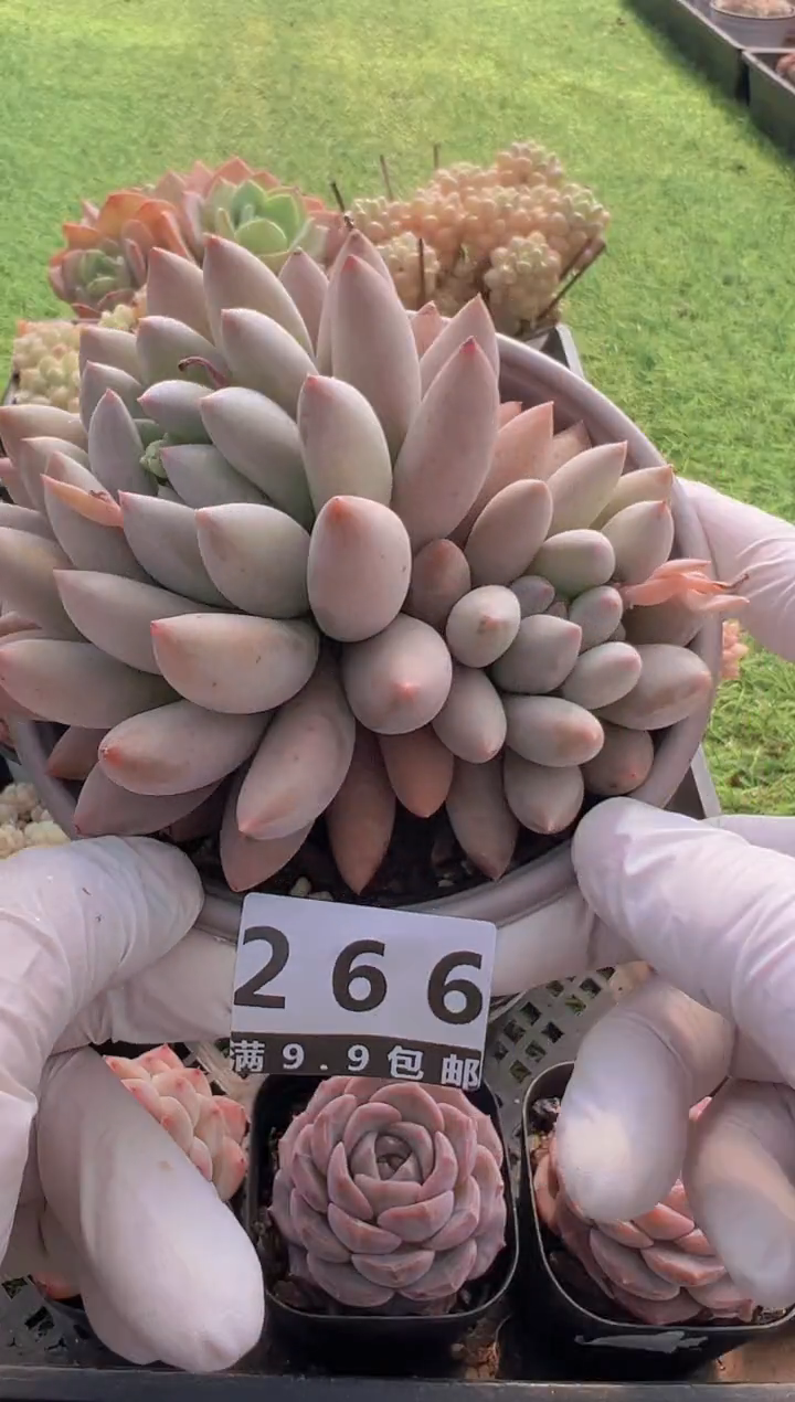 【闪购商品】信福多肉一物一拍