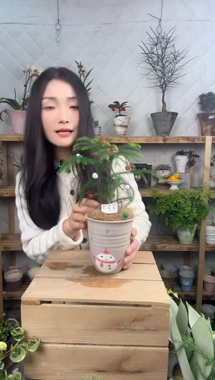 无花朵773南洋杉加盆一套