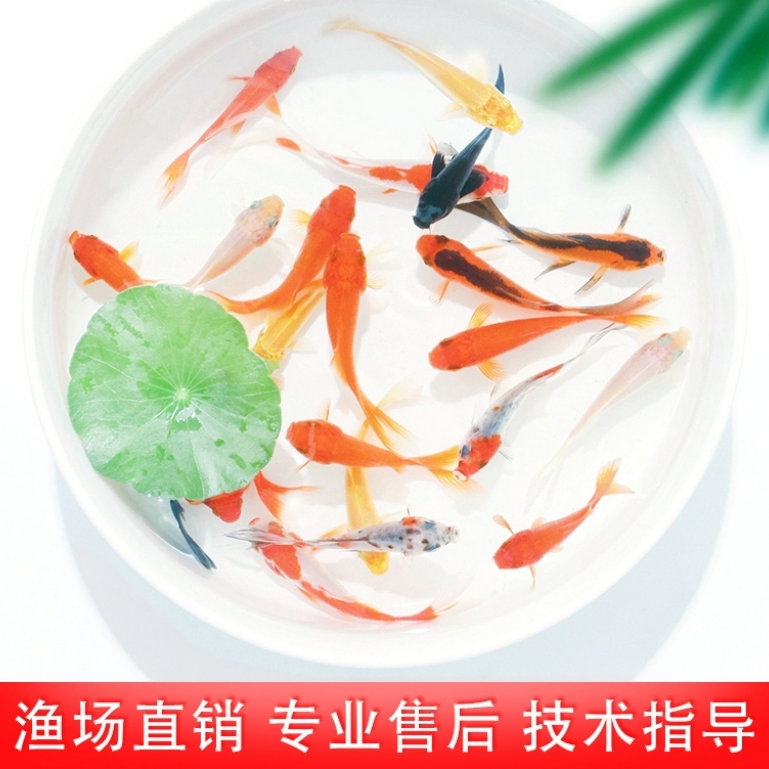 6-8cm 10条 观赏鱼 红草金鱼 好养好活（08条包活+02条备损）
