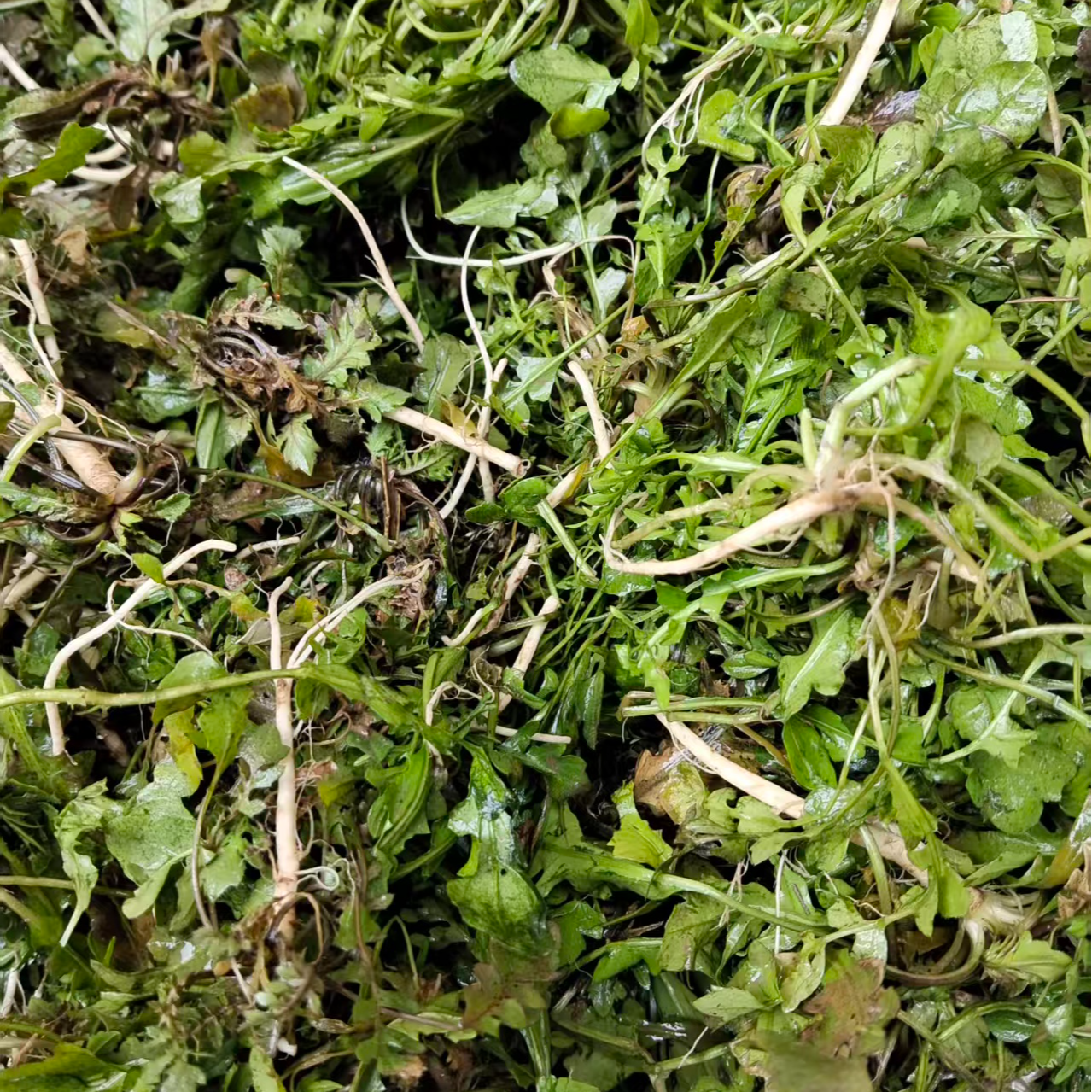 苏北野生荠菜新鲜带根现挖现发