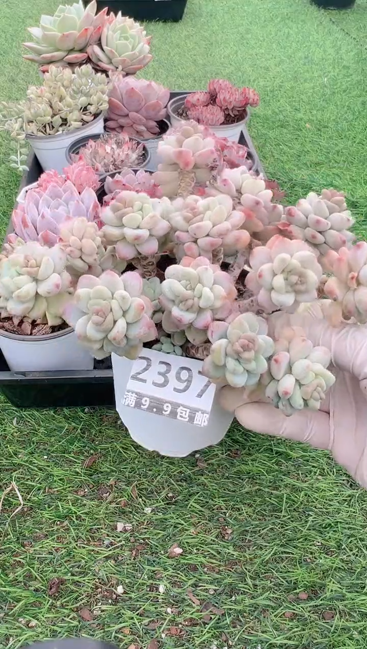 【闪购商品】信福多肉一物一拍