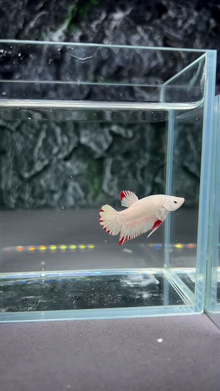 斗鱼竞拍链接A070