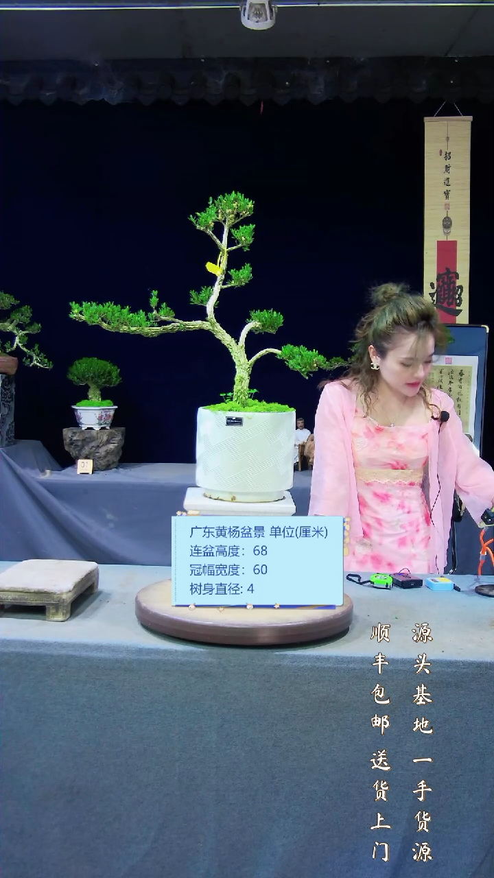 【闪购商品】雀舌黄杨盆景雀舌黄杨盆景