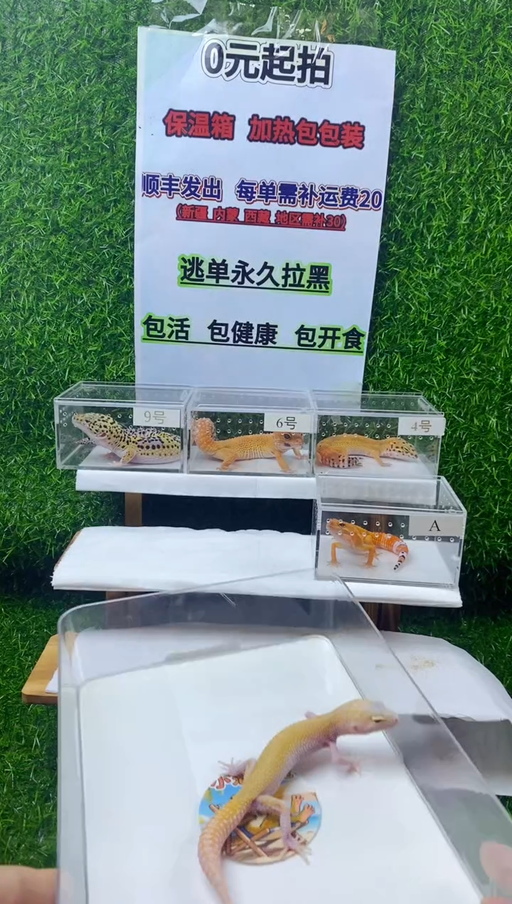 豹纹守宫豹纹守宫可爱幼苗亚成体成体肥尾