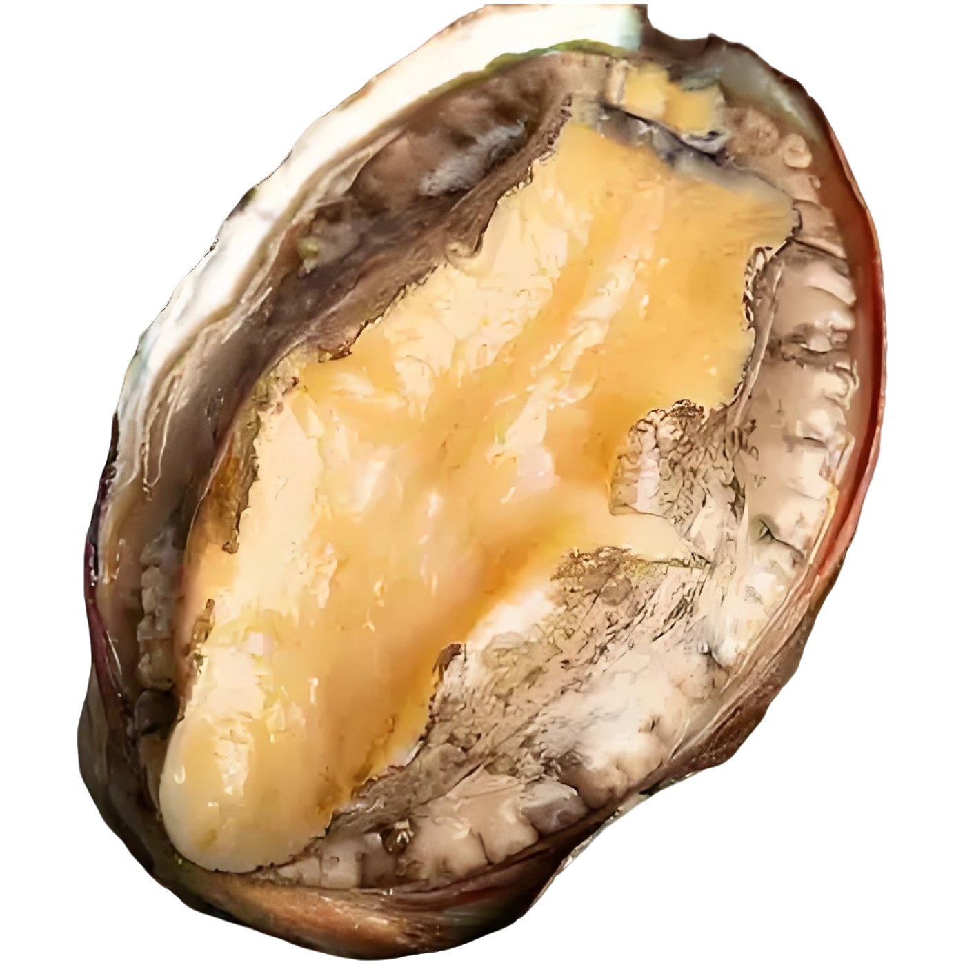 （港威海鲜）鲜活大号鲍鱼一只