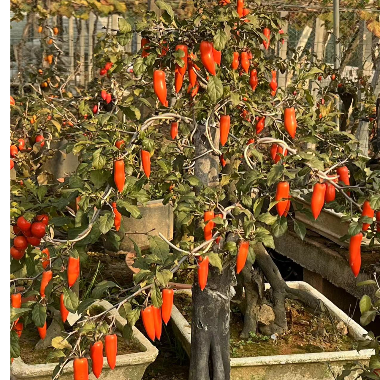 老鸦柿庭院观果盆景雅致设计阳台绿植装饰