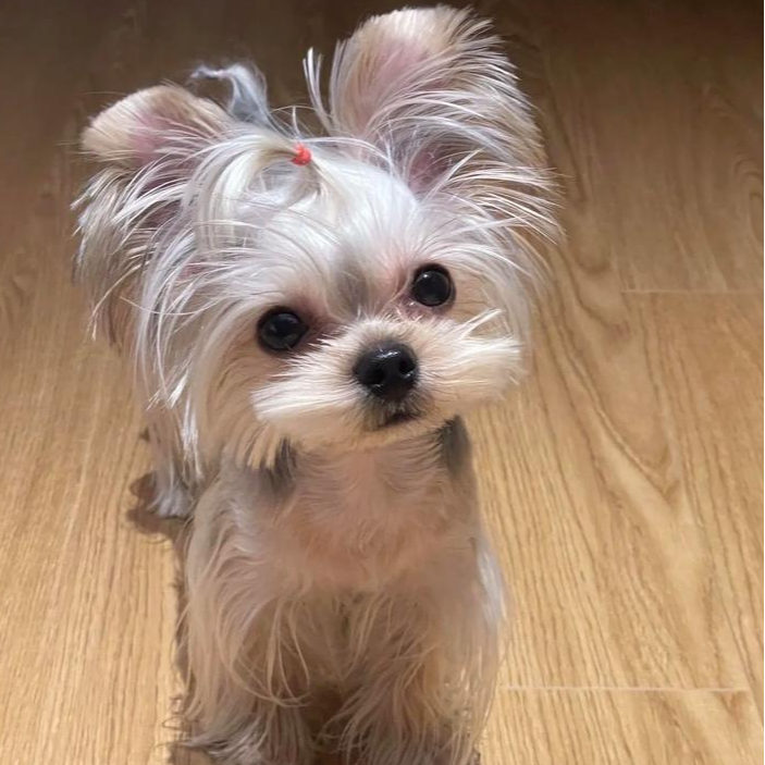 【万千宠爱】婷婷    约克夏幼犬金头银背雪白银约克夏超小体宠物