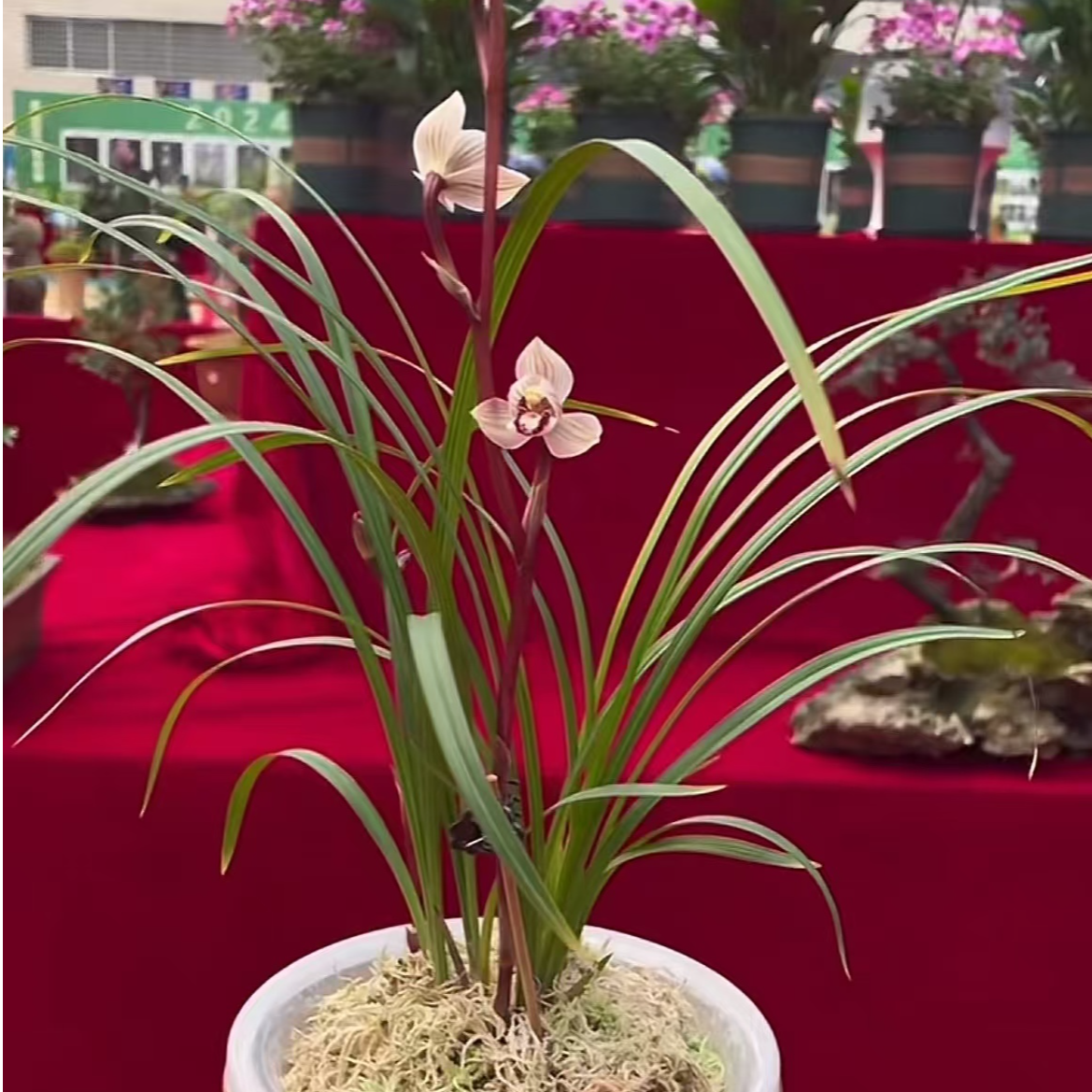 小额：兰花专用一物一拍链接（请勿私拍）