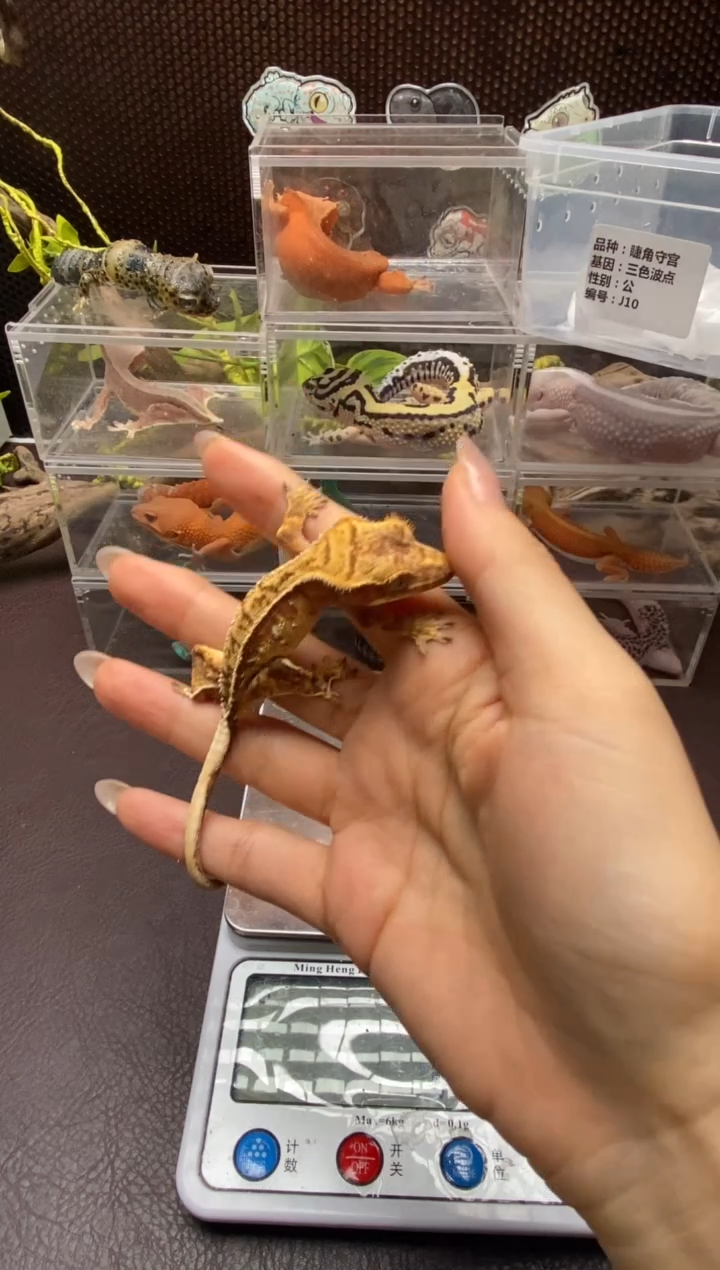 睫角守宫鳞与尾 Scale Tail 爬宠J10