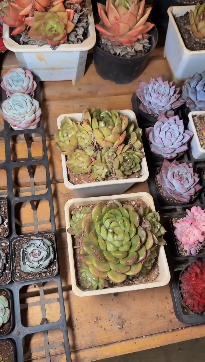 140#比埃拉珍妮群（12-15cm）脱土