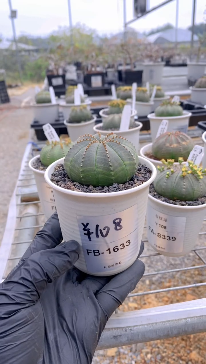 【闪购商品】布纹球FB-1633