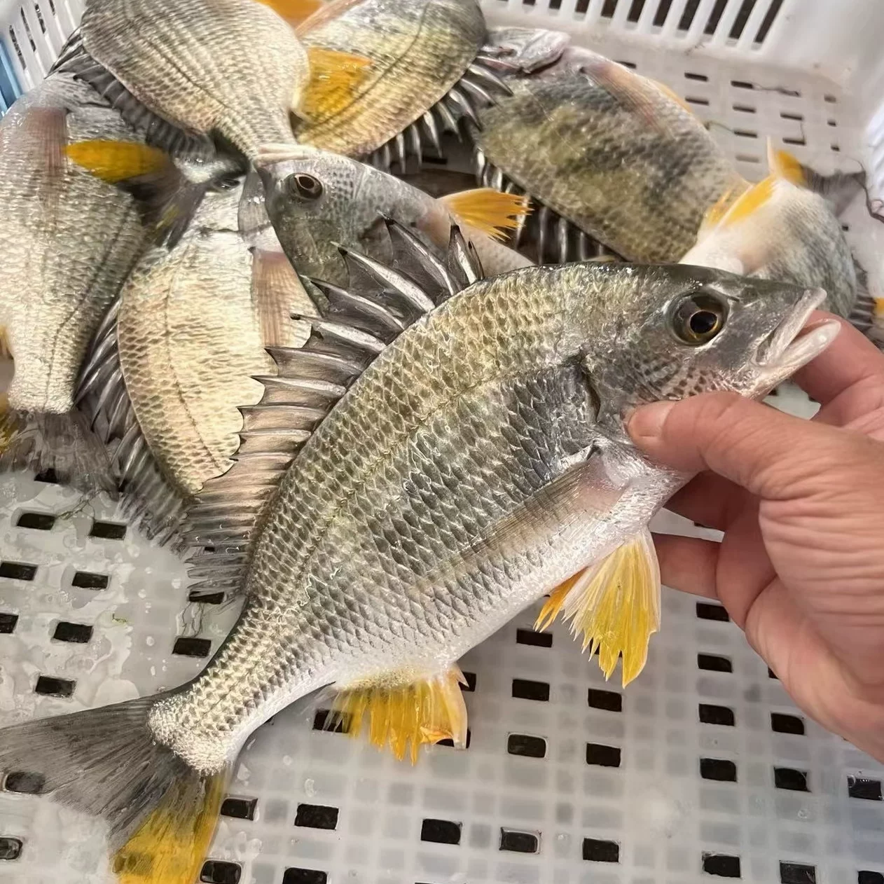 新鲜黄脚立 黄立鱼 黄翅鱼 海捕新鲜嫩滑顺丰