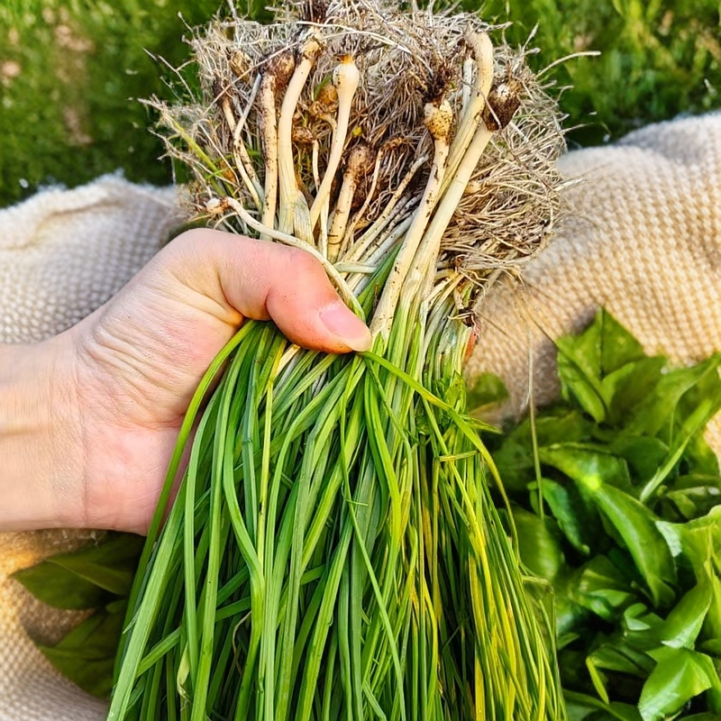四川宜宾野生野葱.现挖现发.凉拌.炒鸡蛋首选.