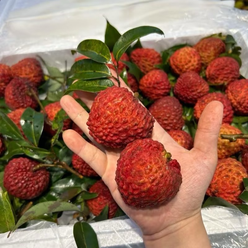 海南5A级精品正宗海南火山口荔枝王当季水果4.5斤新鲜