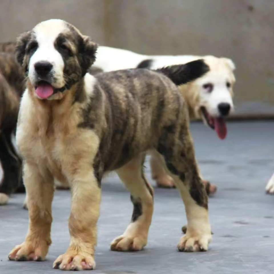 （晨晨家的中亚）中亚牧羊犬 宠物活体狗狗