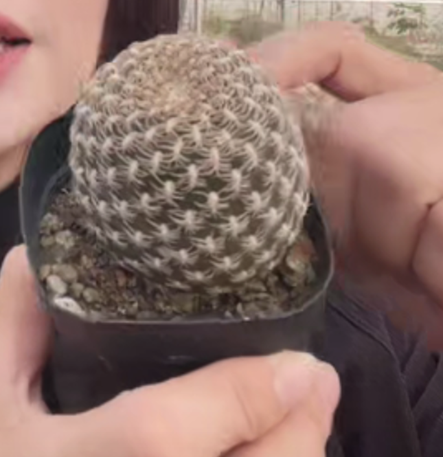 二妹园艺【 1颗  黄环丸  实生根 】带盆土随机发货