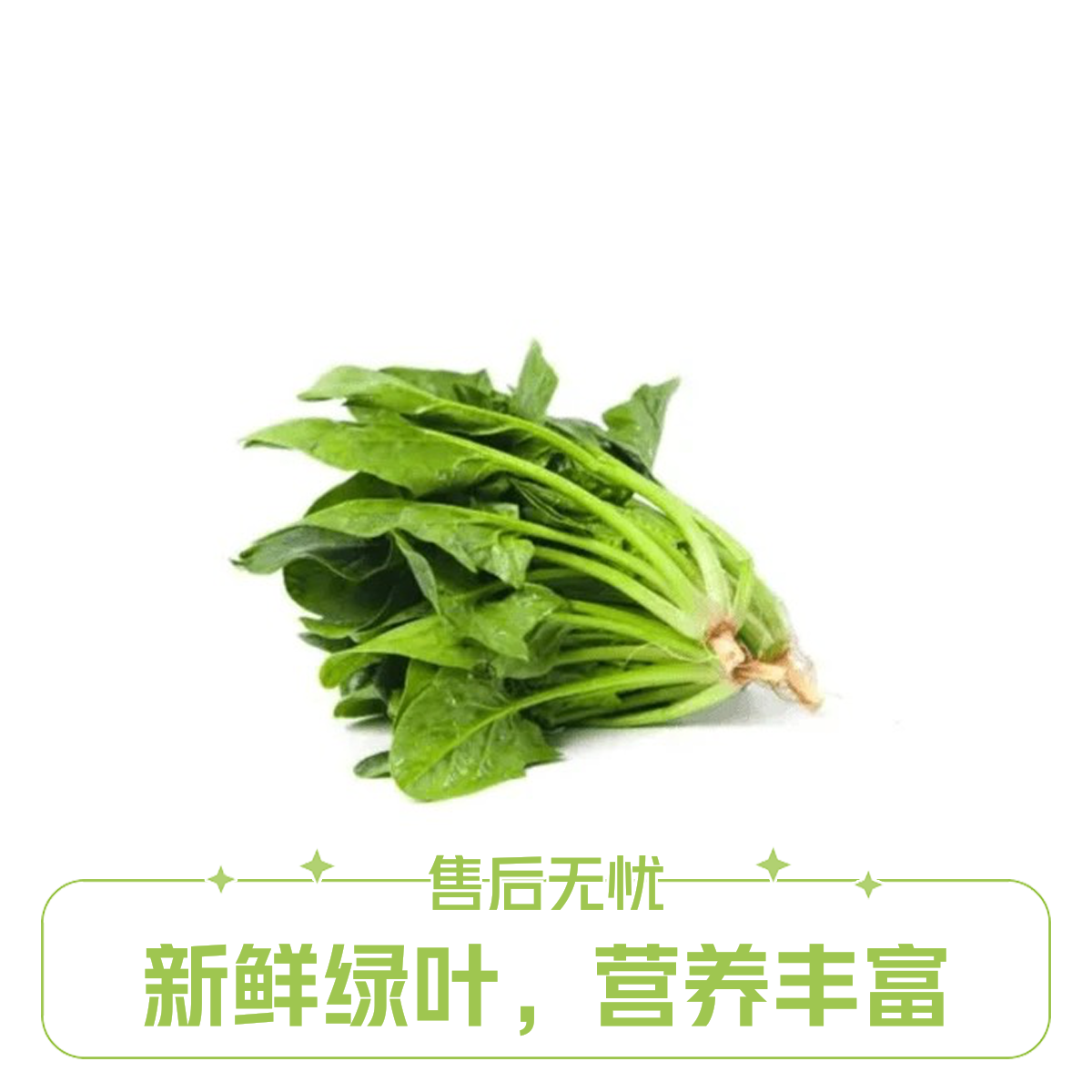 【小鱼儿生鲜】现拔新鲜菠菜三斤