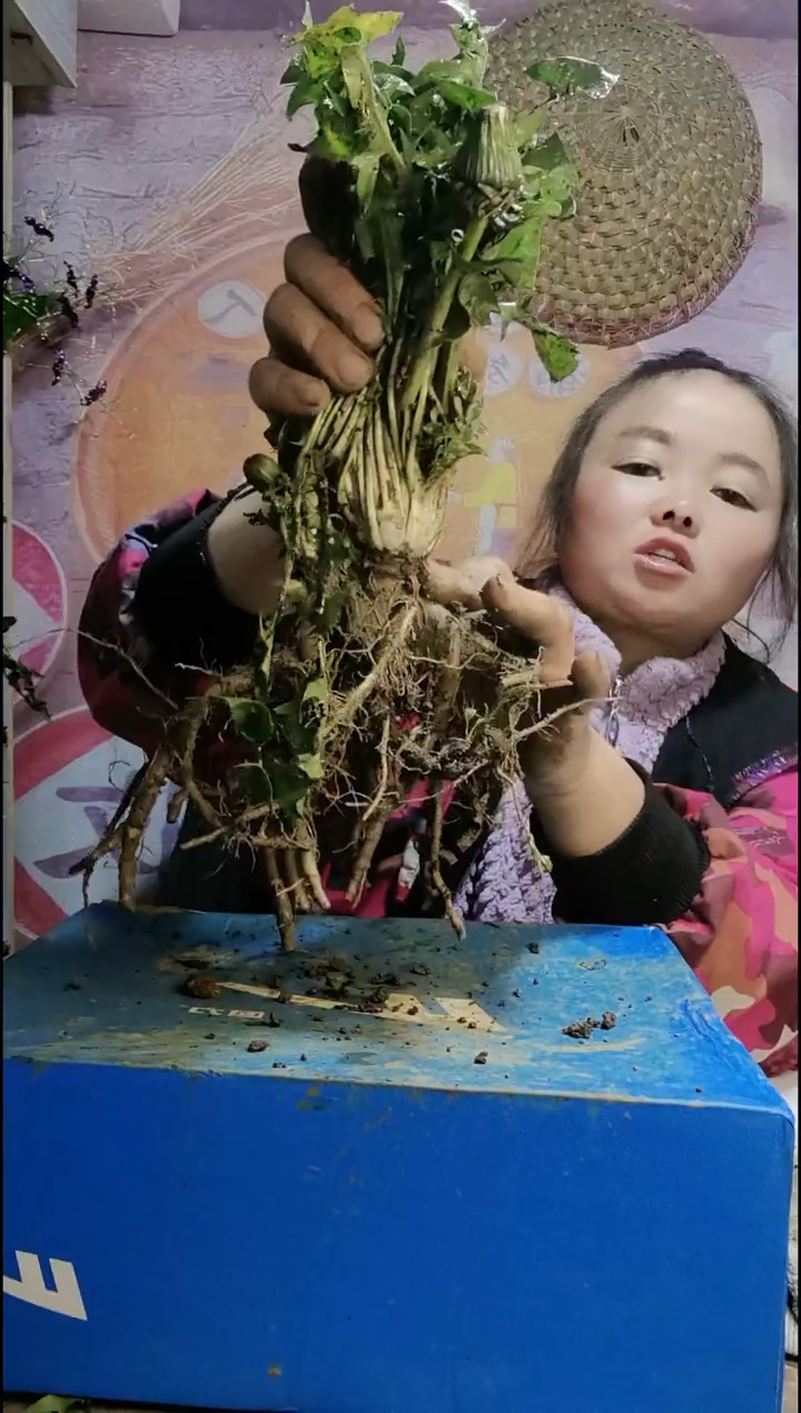 少量花朵（建议范围：2朵-5朵 或40%以下）静**房蒲公英